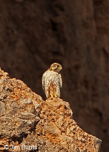 Prairie Falcon with blood on belly