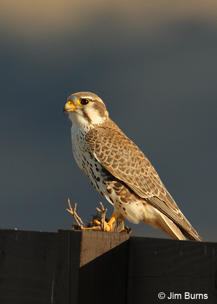 Prairie Falcon with prey