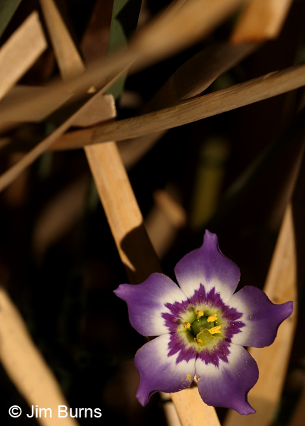 Prairie Gentian, Arizona
