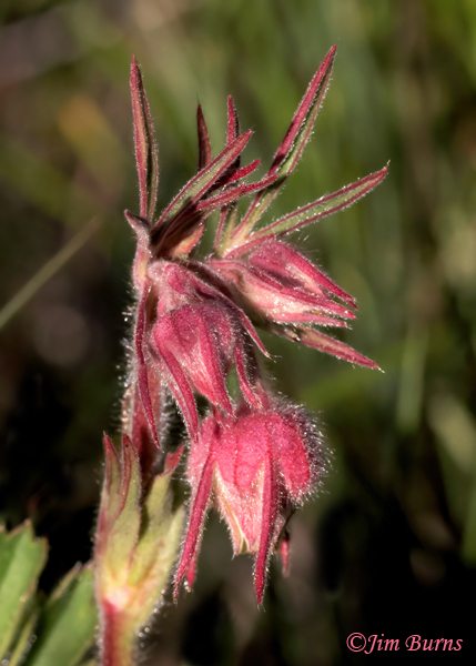 Prairie Smoke, Arizona--6643