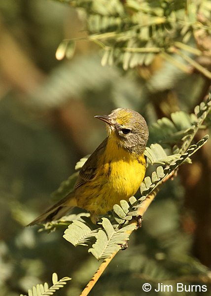 Prairie Warbler first fall female
