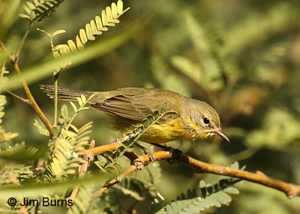 Prairie Warbler first fall female in Mesquite