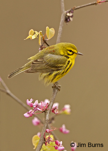 Prairie Warbler male in Redbud #2
