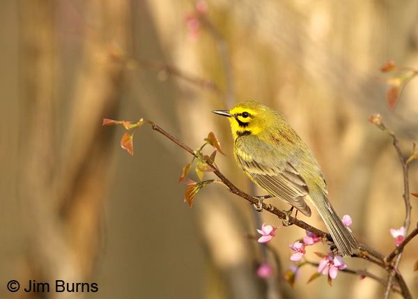 Prairie Warbler male in Redbud #3