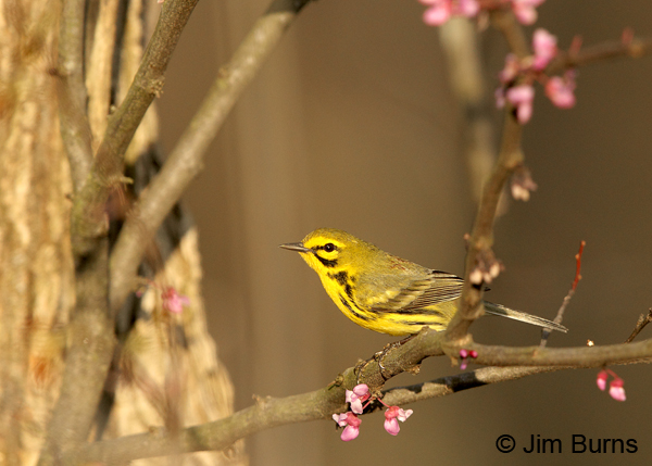 Prairie Warbler male in Redbud #4