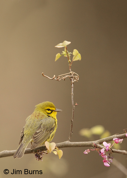 Prairie Warbler male in Redbud #5