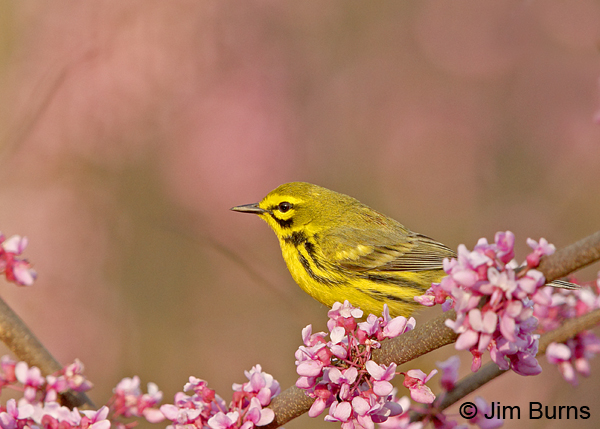 Prairie Warbler male in Redbud