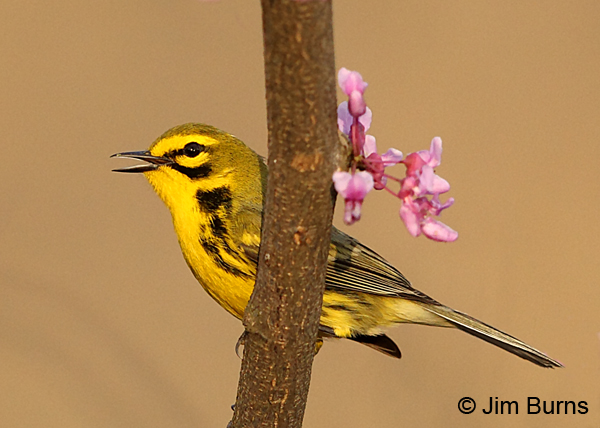 Prairie Warbler male singing