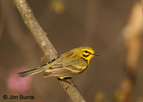 Prairie Warbler male