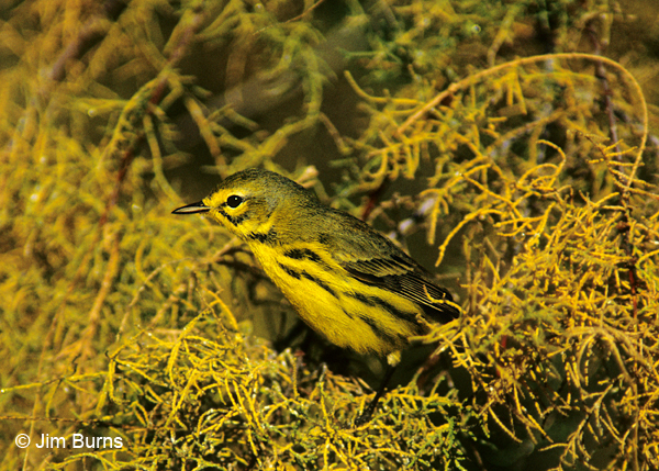 Prairie Warbler fall adult male in Tamarisk