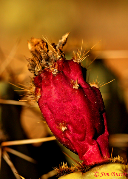 Prickly Pear Cactus fruit, Arizona