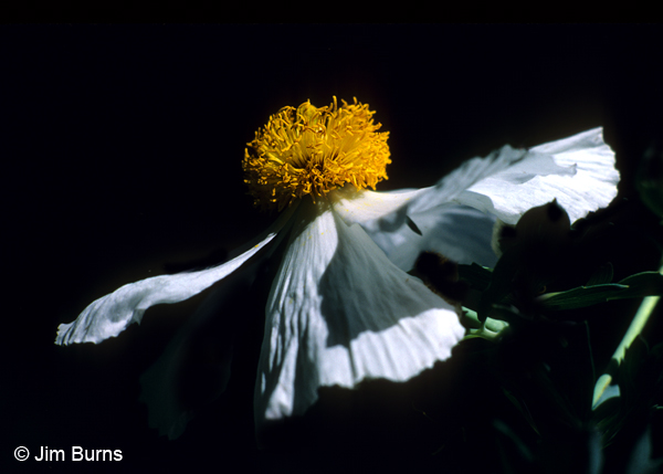 Matilija Poppy, Arizona