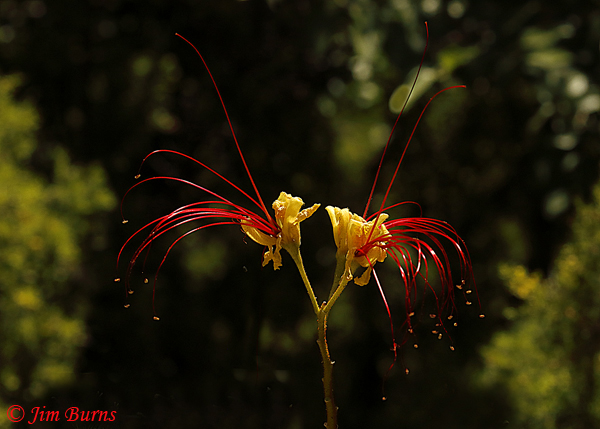 Pride of Barbados, Arizona--2279