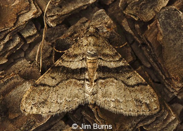 Prionomelia spododea, Arizona--8932