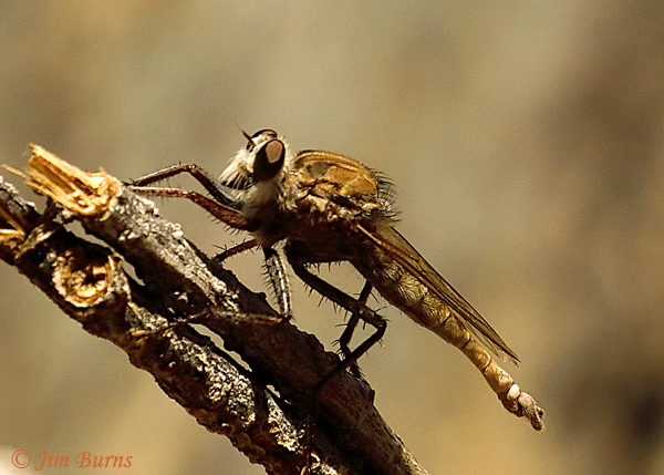 Proctacanthus nearno male, Arizona--5790