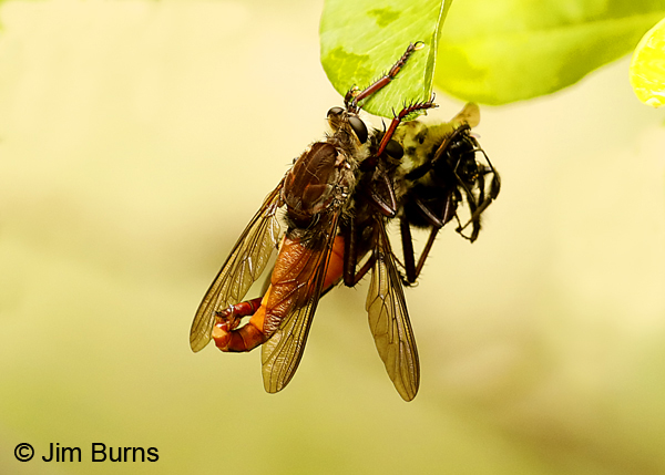 Proctacanthus rufus pair mating, female with prey, Florida--9342