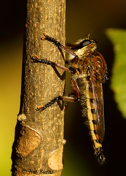 Promachus henei, Oklahoma--5247