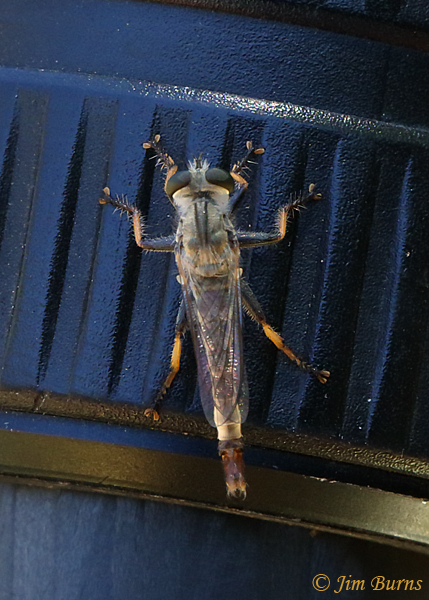 Promachus rufipes (Red-footed Cannibalfly) male, Arizona