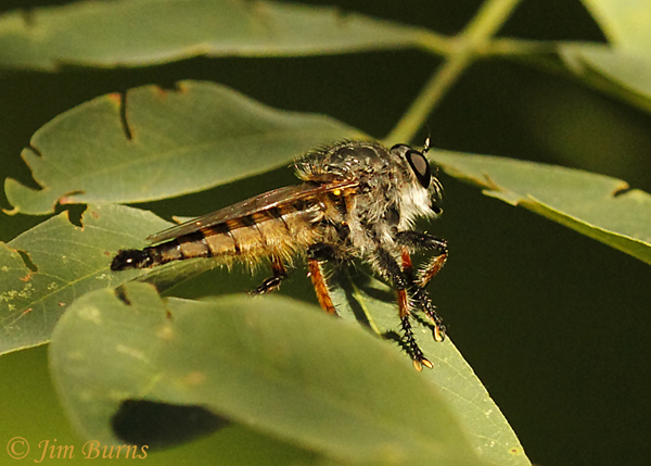 Promachus sackeni, Arizona
