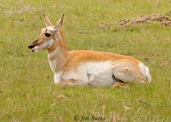 Pronghorn female loafing in meadow--2376