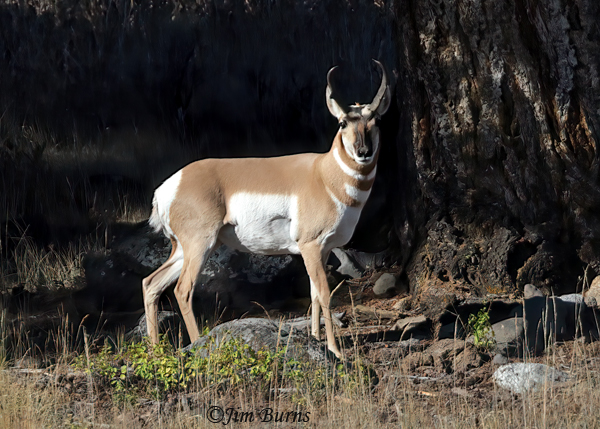 Pronghorn buck--3751
