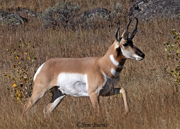 Pronghorn buck on the move--3754