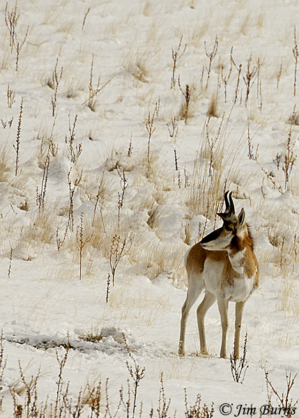 Pronghorn male--6633