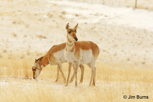 Pronghorn pair in snow