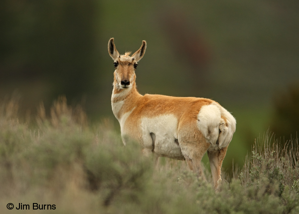 Pronghorn female