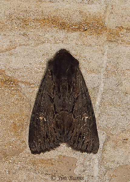 Properigea loculosa, Arizona--1465