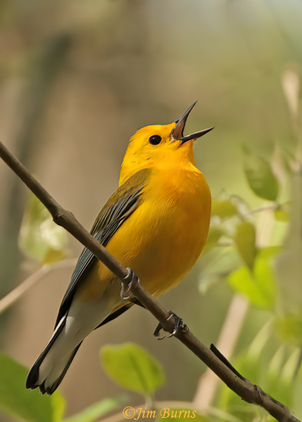 Prothonotary Warbler male singing on territory--6950