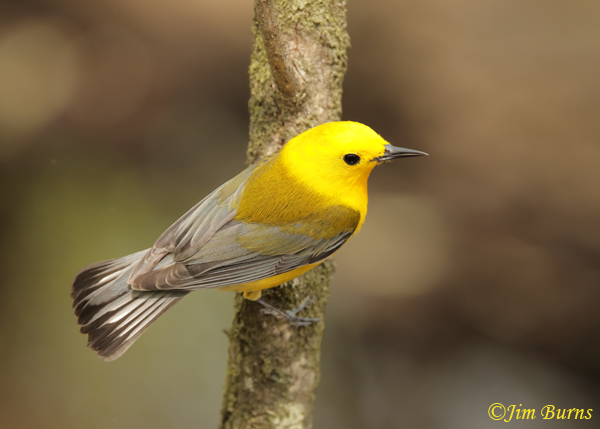 Prothonotary Warbler male on alert--7259