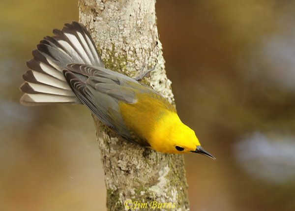 Prothonotary Warbler male displaying--7288