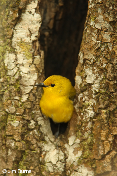 Prothontary Warbler female in nest hole