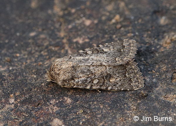 Protorthodes alfkenii, Arizona
