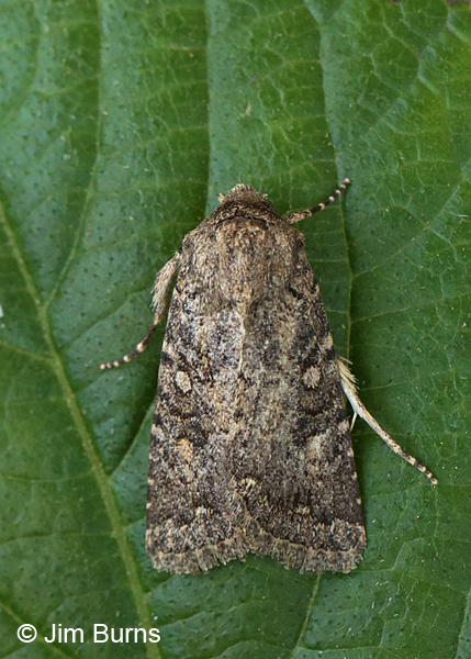 Protorthodes alfkenii dorsal view, Arizona