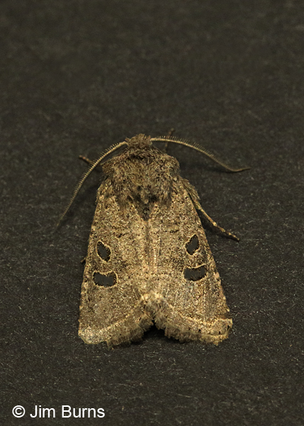 Protorthodes melanopis, Arizona