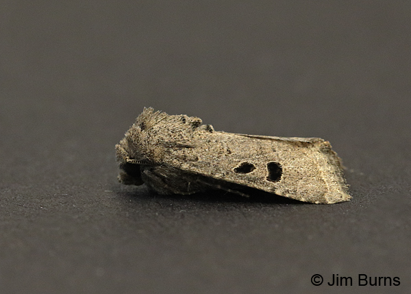 Protorthodes melanopis dorsolateral view, Arizona