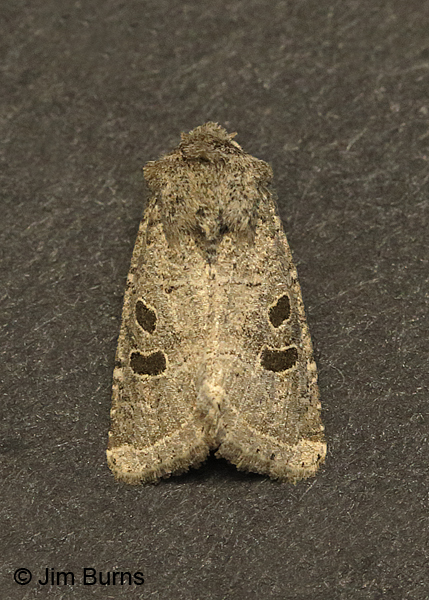 Protorthodes melanopis in torpor, Arizona
