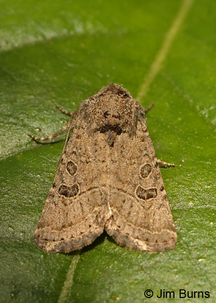 Protorthodes melanopis on leaf, Arizona