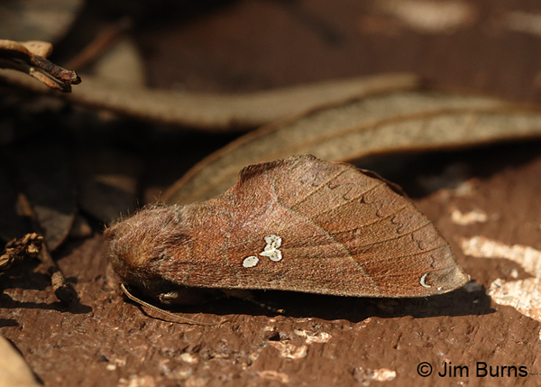 Pseudhapigia brunnea, Arizona