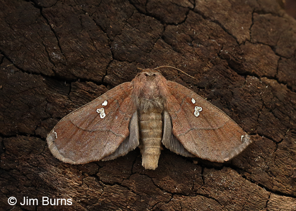 Pseudhapigia brunnea dorsal view, Arizona
