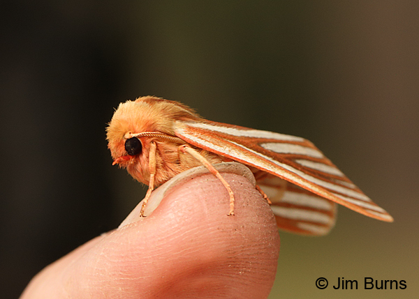 Pseudohemihyalea ambigua in hand, Arizona