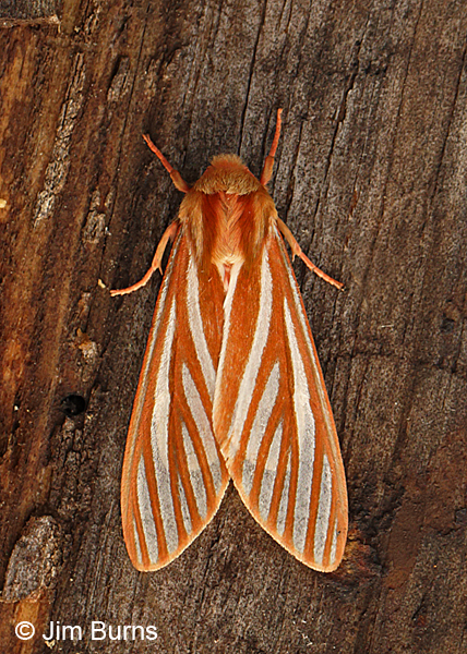 Pseudohemihyalea ambigua on bark, Arizona