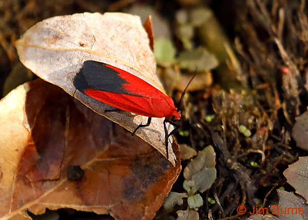 Ptychoglene coccinea, Arizona--0277