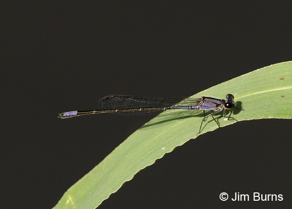 Purple Bluet male, Collier Co., FL, January 2017