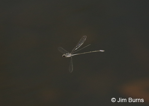 Purple Bluet male in flight, Collier Co., FL, December 2016