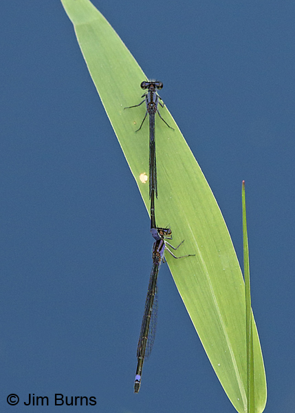 Purple Bluet pair in tandem, Collier Co., FL, December 2016