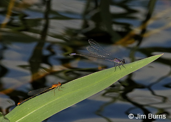 Purple Bluet with Orange Bluet, Collier Co., FL, December 2016