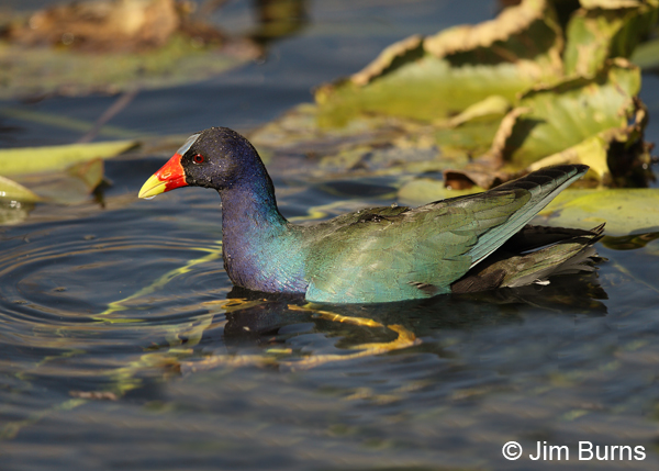 Purple Gallinule in the water